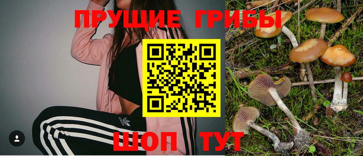 Псилоцибиновые грибы Psilocybe Зерноград